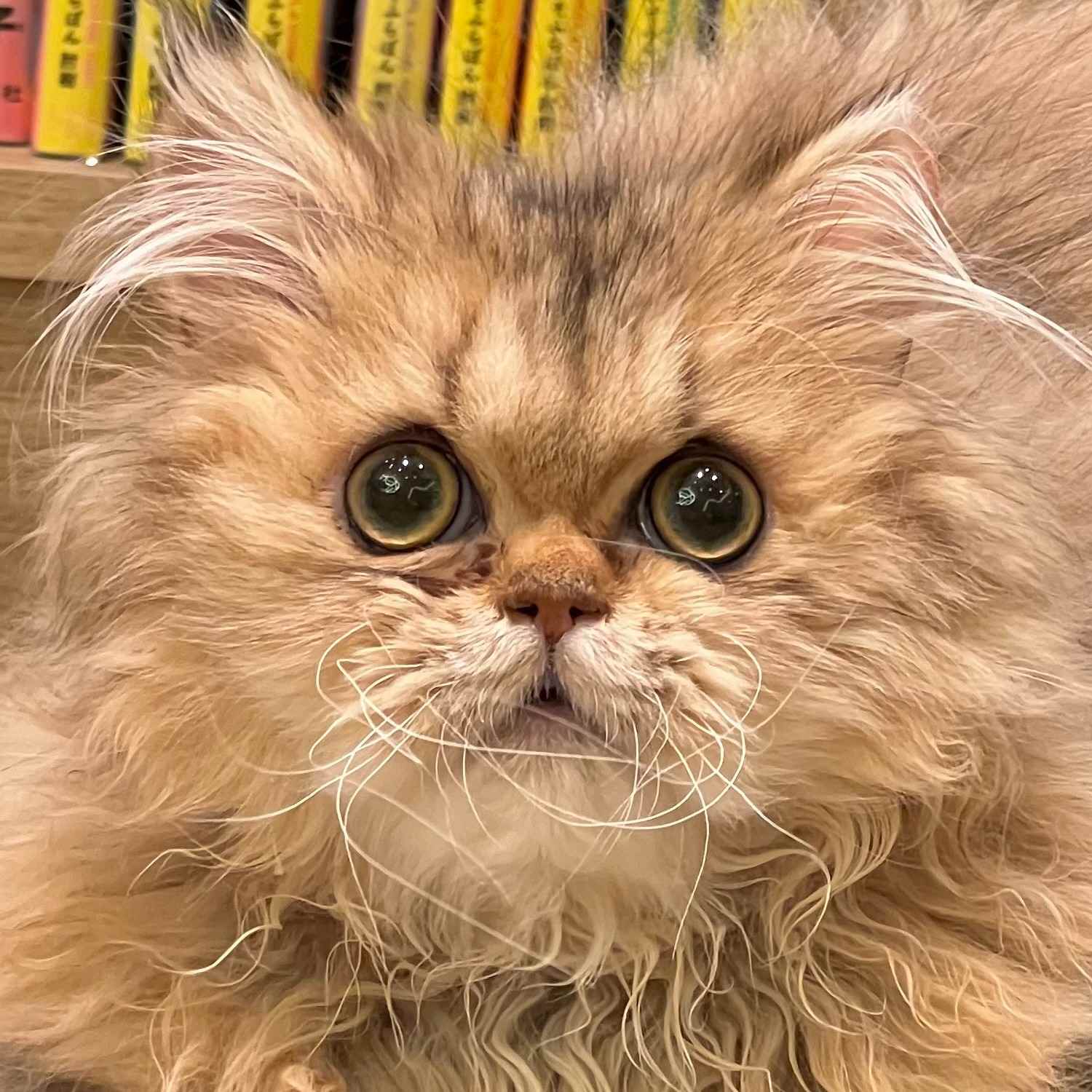 ベル